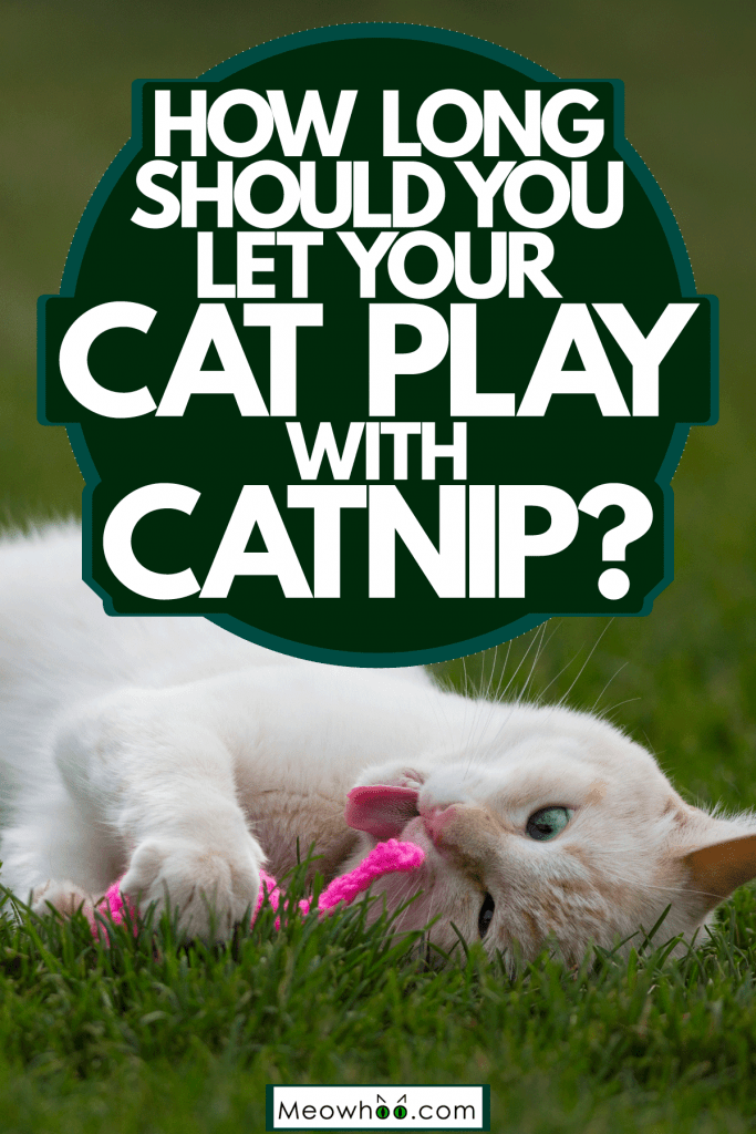 A cute cat playing with his pink colored catnip mouse on the grass outside the garden, How Long Should You Let Your Cat Play With Catnip?