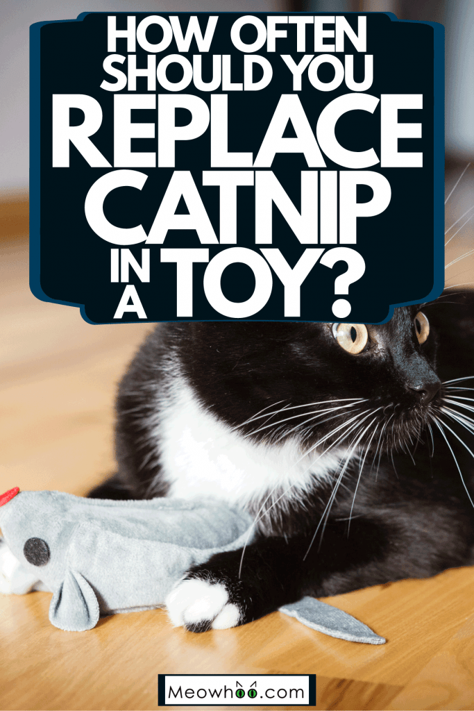 A cute domestic cat playing with his small little toy mouse on the floor, How Often Should You Replace Catnip In A Toy?