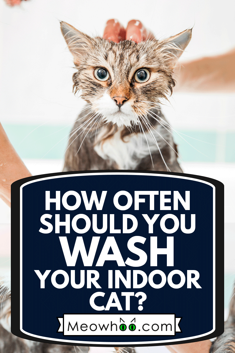 Adult Woman Washing Siberian Cat in Bathtub, How Often Should You Wash Your Indoor Cat?