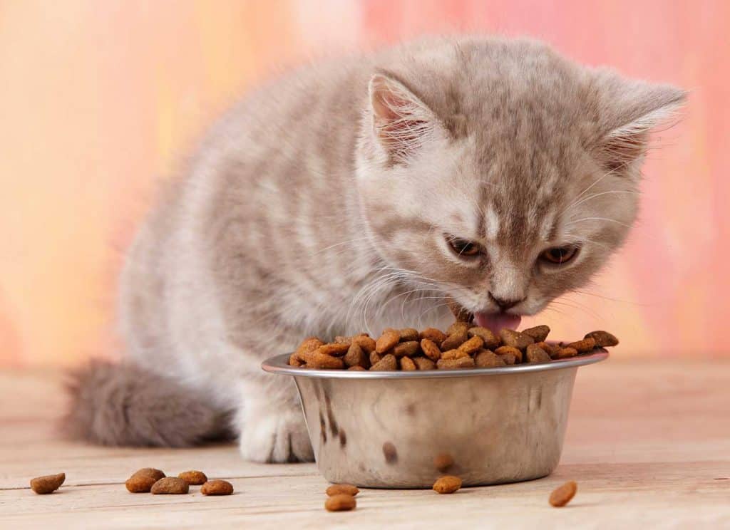 Kitten eats from a steel bowl