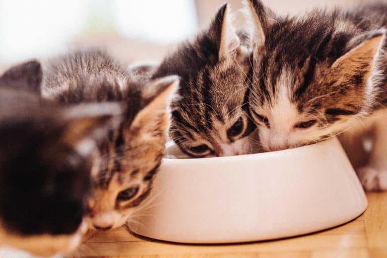 Litter of kittens eating together from a food bowl, Can Kittens Have Temptations Treats?