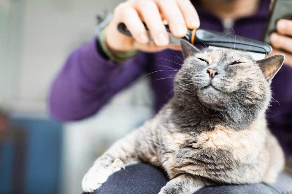 Man brushing domestic cat with comb