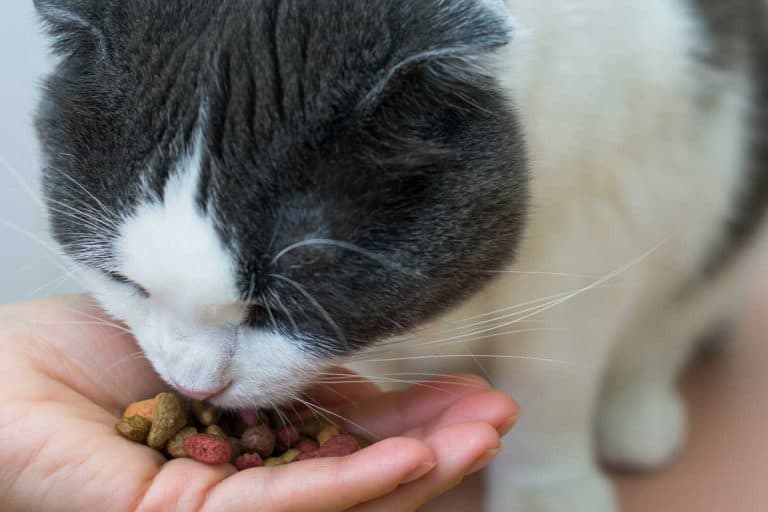 The cat eats food from the hand of owner, Top 10 Cat Treats Brands
