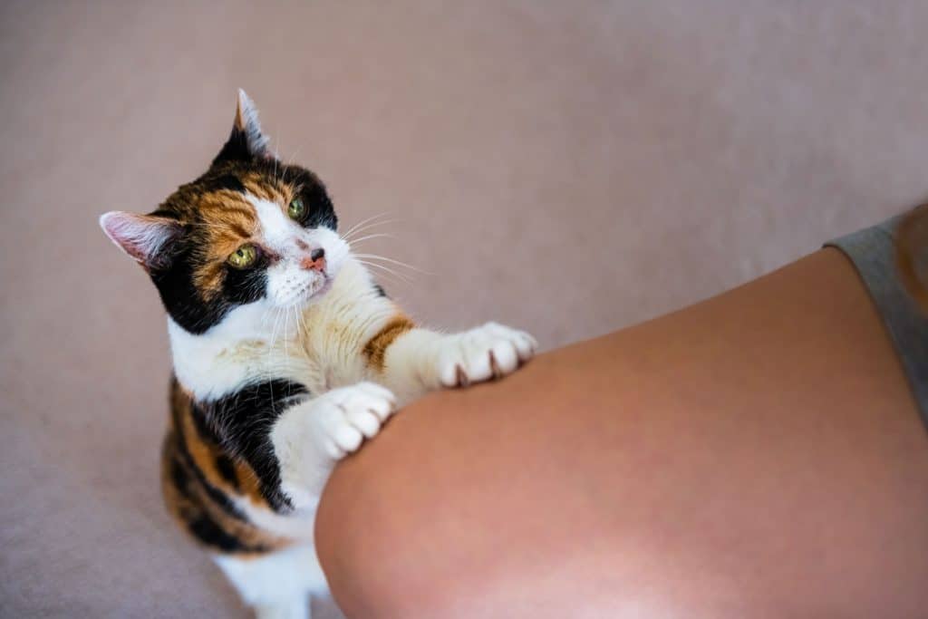 A Calico cat clawing his owners leg for food