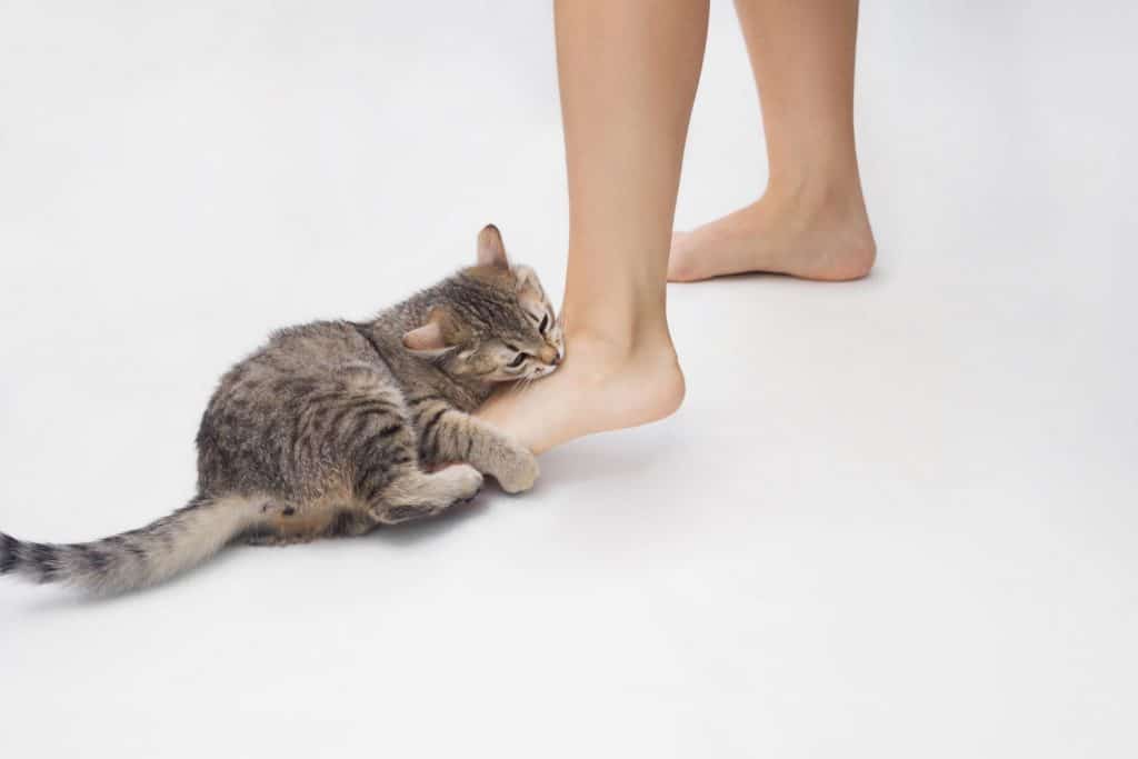 A cat biting his humans foot