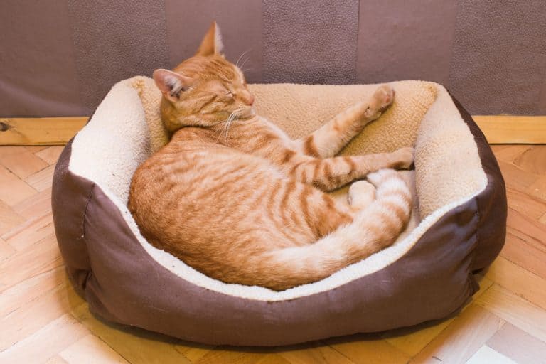 A cat sleeping in his calming cat bed, Do Calming Anti-Anxiety Cat Beds Work?