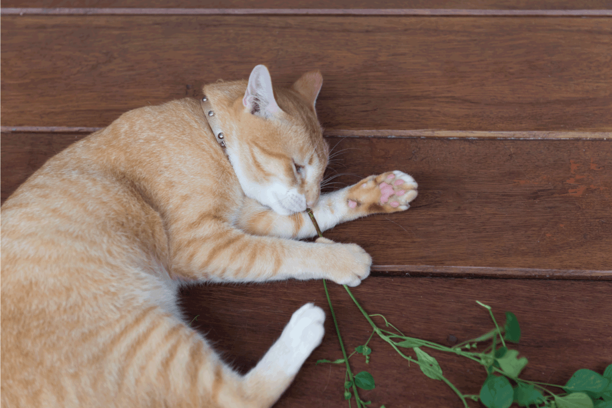A cute yellow Thai cat happy with Catnip tree on wooden floor
