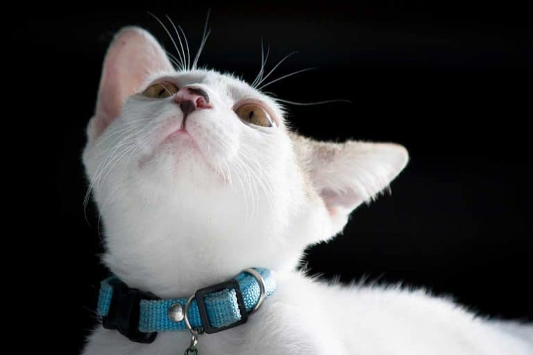 Pretty cat with collar on black background, How To Wash A Cat Collar [A Complete Guide]