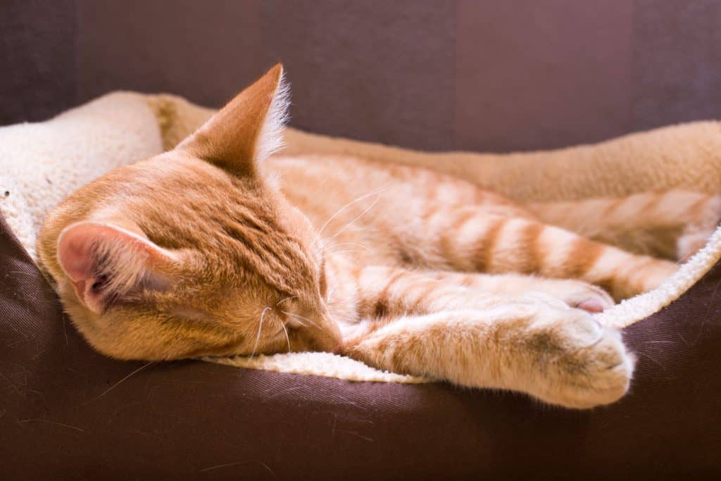 Tabby cat sleeping in his brown cat bed