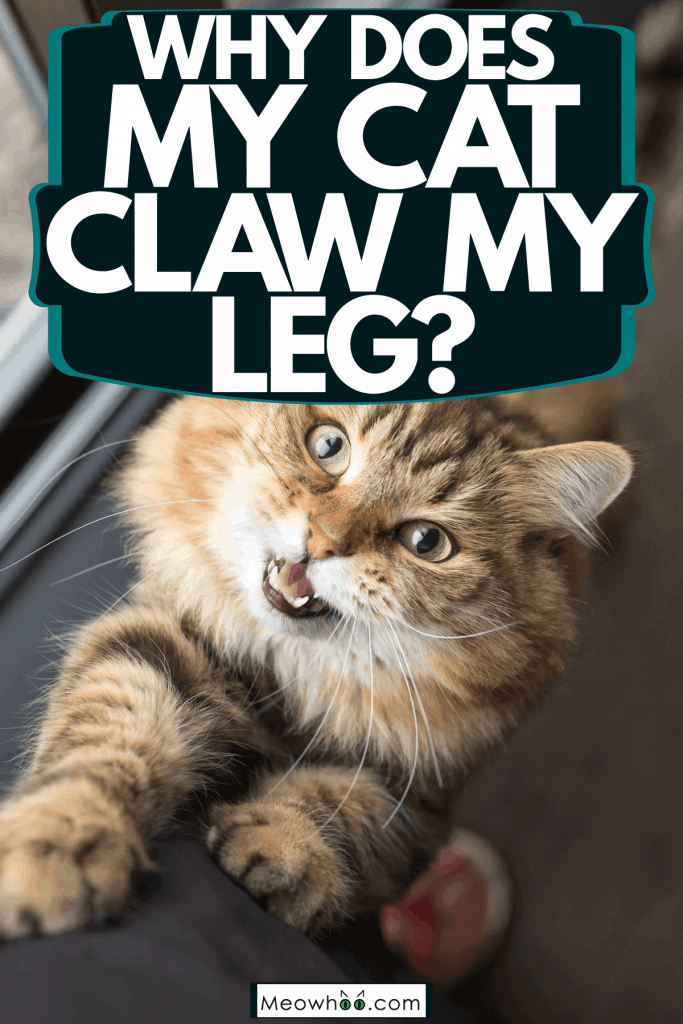 A cat scratching his owners leg for food, Why Does My Cat Claw My Leg?