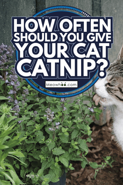 beautiful cat is sitting in the garden and eating fresh catmint. How Often Should You Give Your Cat Catnip