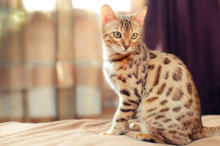 A Bengal cat sitting on the bed looking at something, Are Bengal Cats Aggressive? [Inc. With Other Cats]