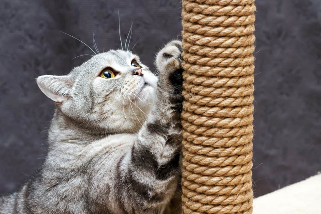 A British shorthair cat enjoying his time with his scratching post