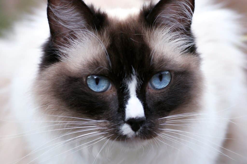 A blue eyed ragdoll cat staring at the camera