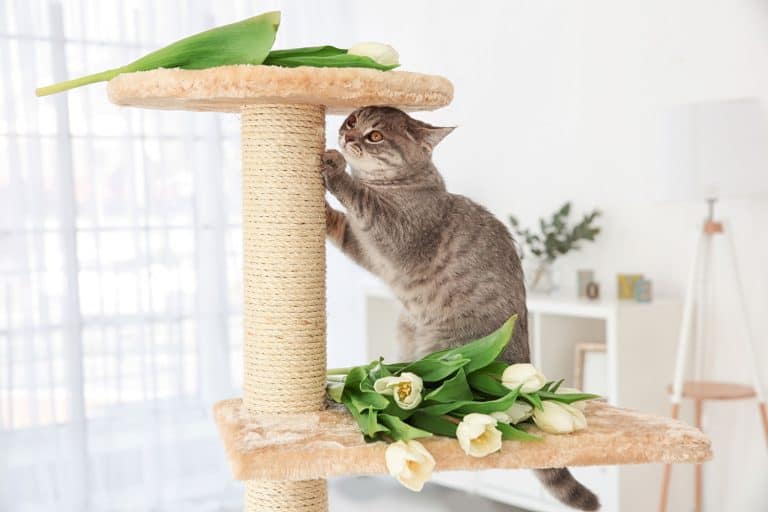 A British shorthair cat clawing his scratching post, How Tall Should A Cat Scratching Post Be?