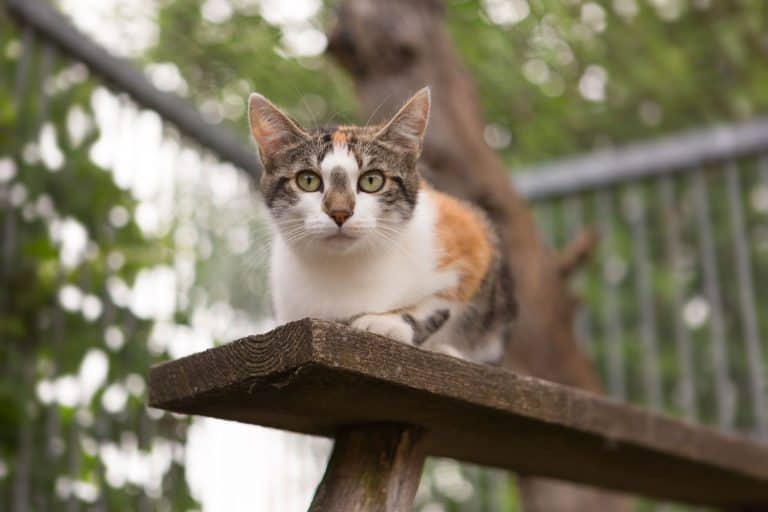 A Calico cat lying on the wooden plank at a small outdoor park, How Long Do Calico Cats Live?