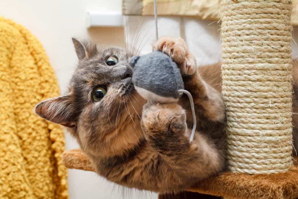 A cat playing wit his toy mouse and scratching post