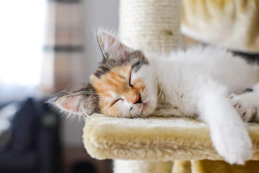 A cute Calico cat sleeping on his cat tree