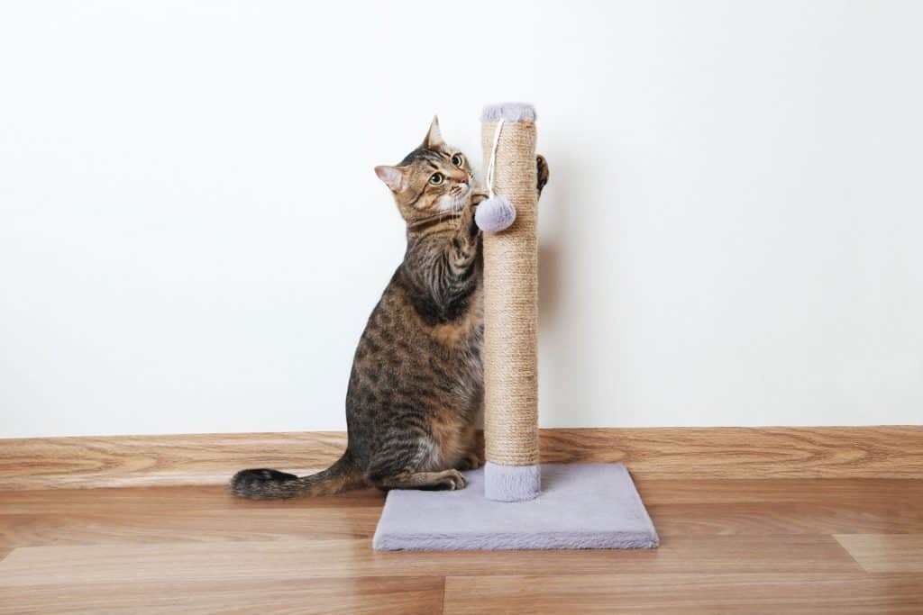A cute chubby cat having fun with his scratching post