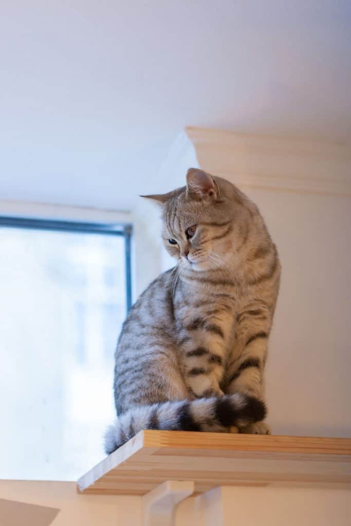 A cute domestic cat sitting on the shelves