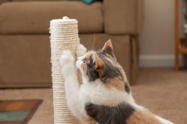A cute ginger cat having fun with his scratching post, How Long Should A Cat Scratching Post Last?