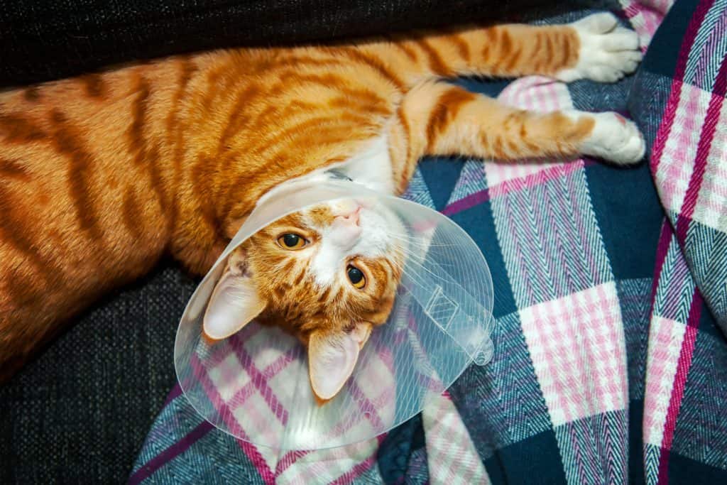 A cute ginger cat wearing a neck cone while laying on the sofa