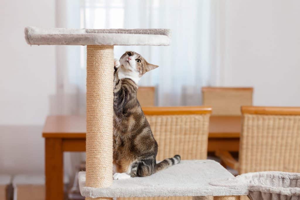 A domestic cat enjoying his time with his scratching post