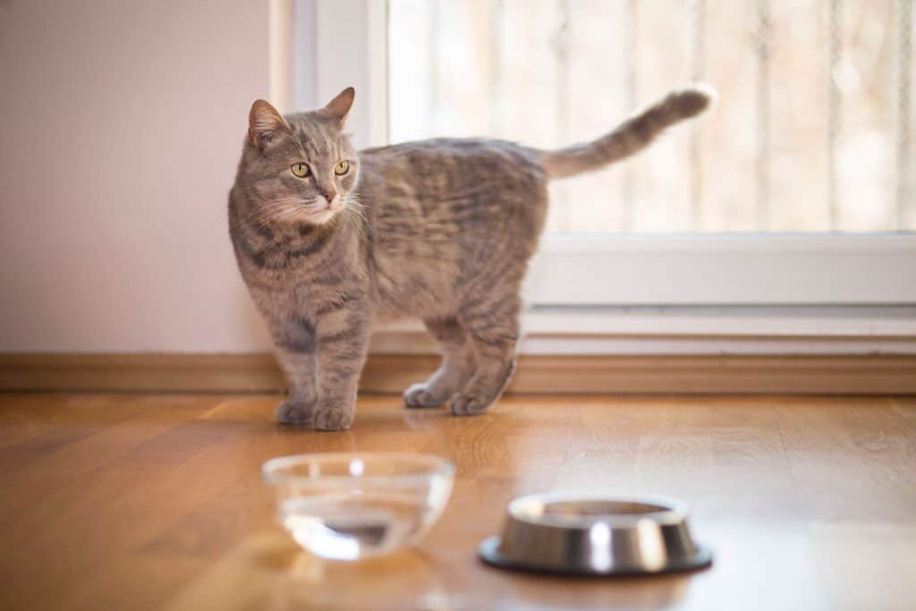 A domestic cat standing near the window looking at his bowl