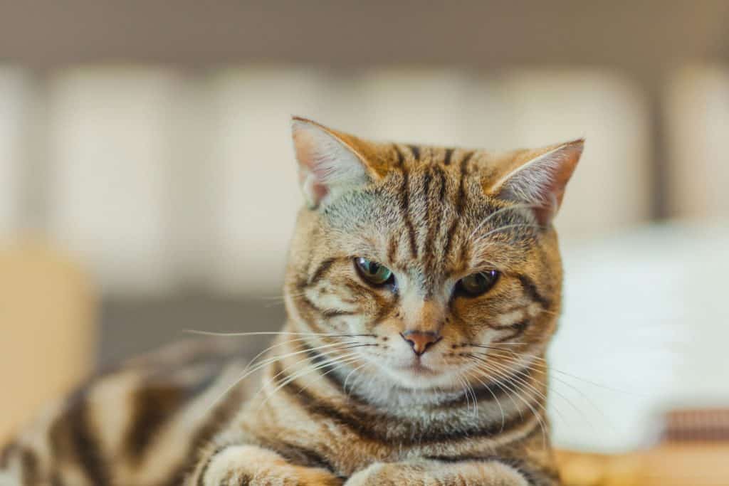 A fierce looking American shorthair cat looking straight at the camera