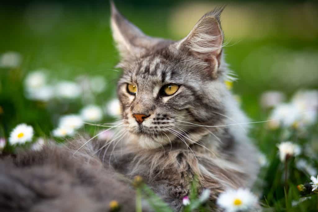 A fierce looking Maine coon cat looking at the camera