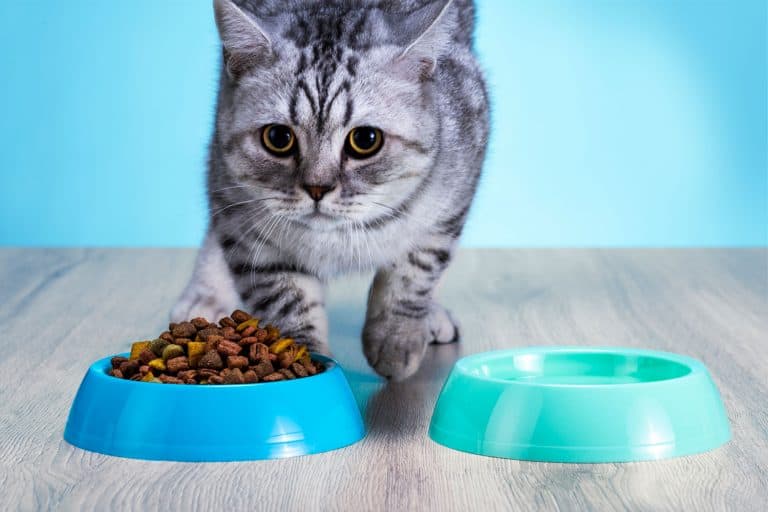 A gray Scottish fold cat eating his dry cat food, Should You Keep Cat Food And Water Separate? [Yes, And Here's Why]