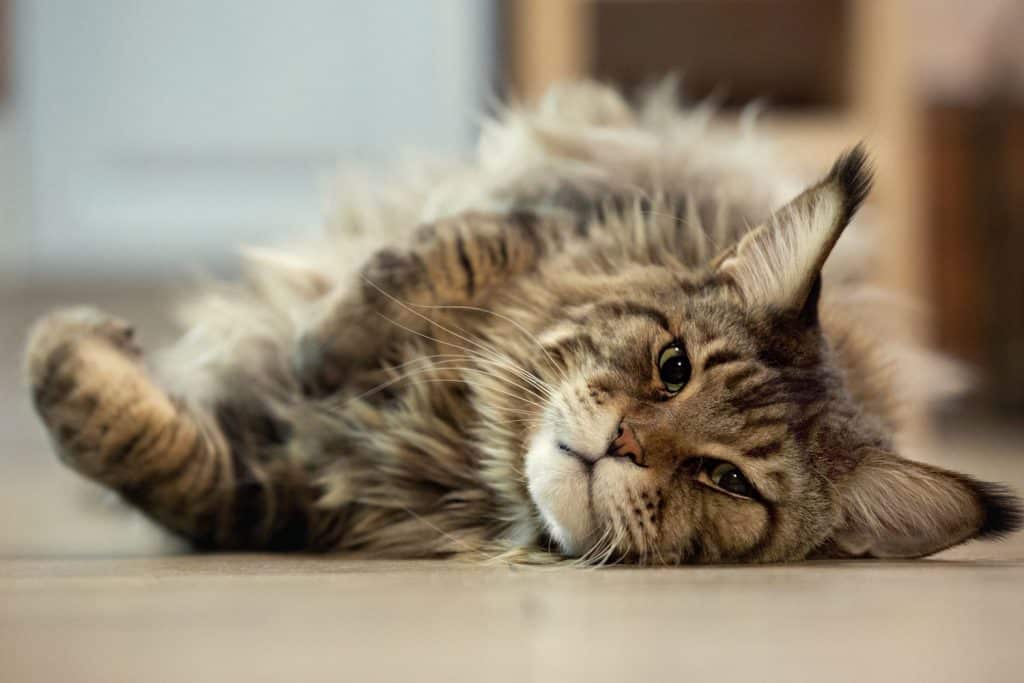 A huge Maine coon cat sleeping on the flooring