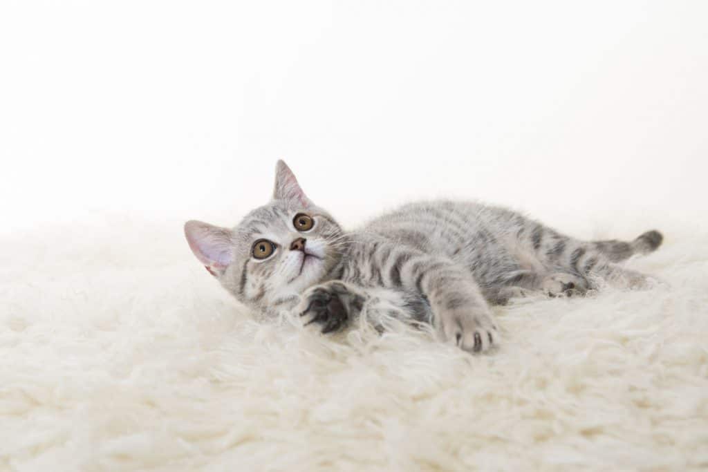 A little gray American shorthair cat lying on the carpet, What Are The American Shorthair Coat Colors And Patterns?
