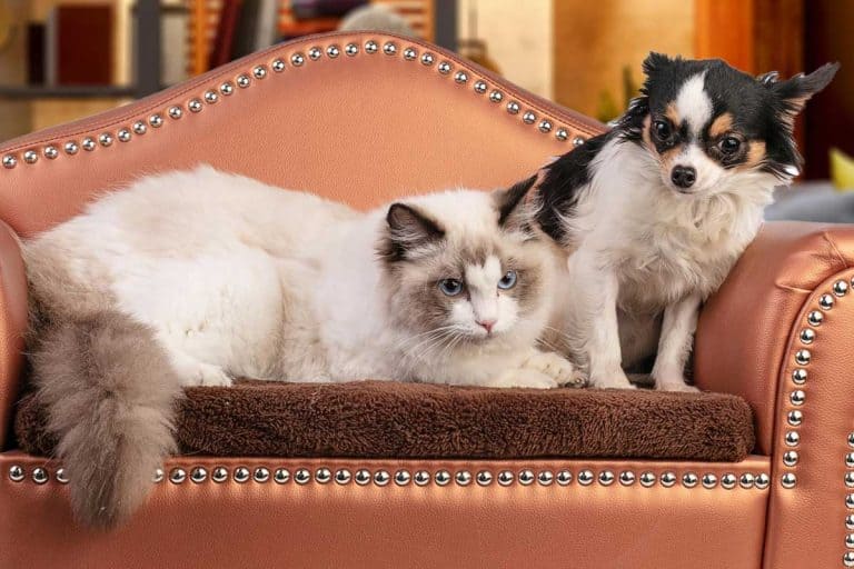 Ragdoll cat on a sofa with chihuahua, Are Ragdolls Good With Dogs?