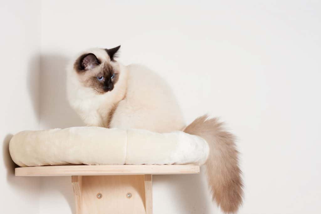 A seal point Birman cat, 9 month old cat , male with blue eyes is sitting on cat shelf