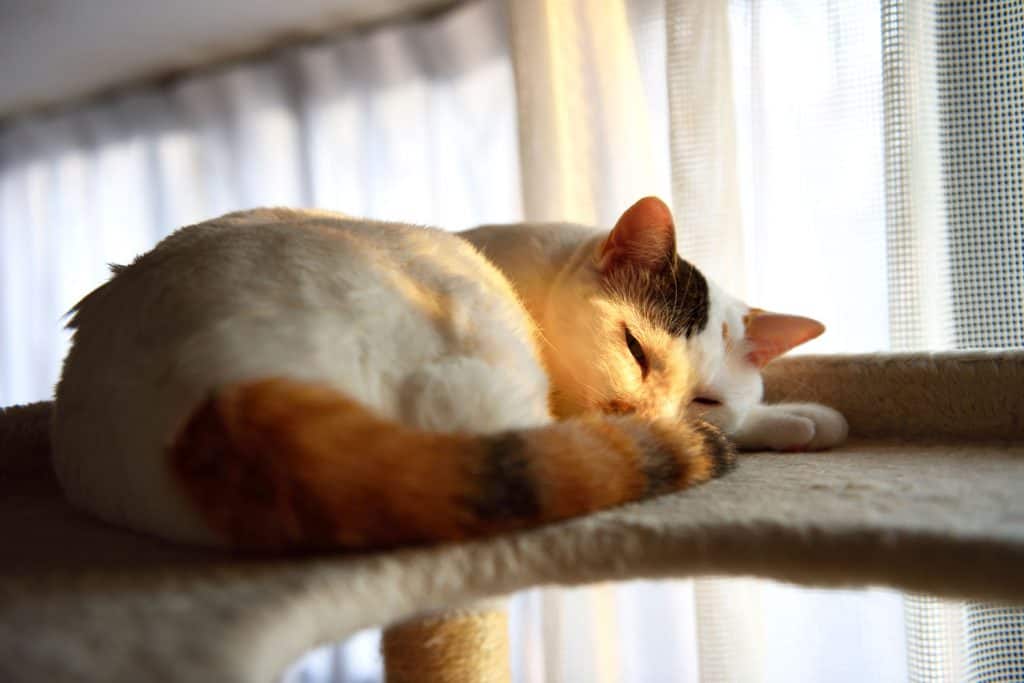 A sleeping Calico cat on his cat tree