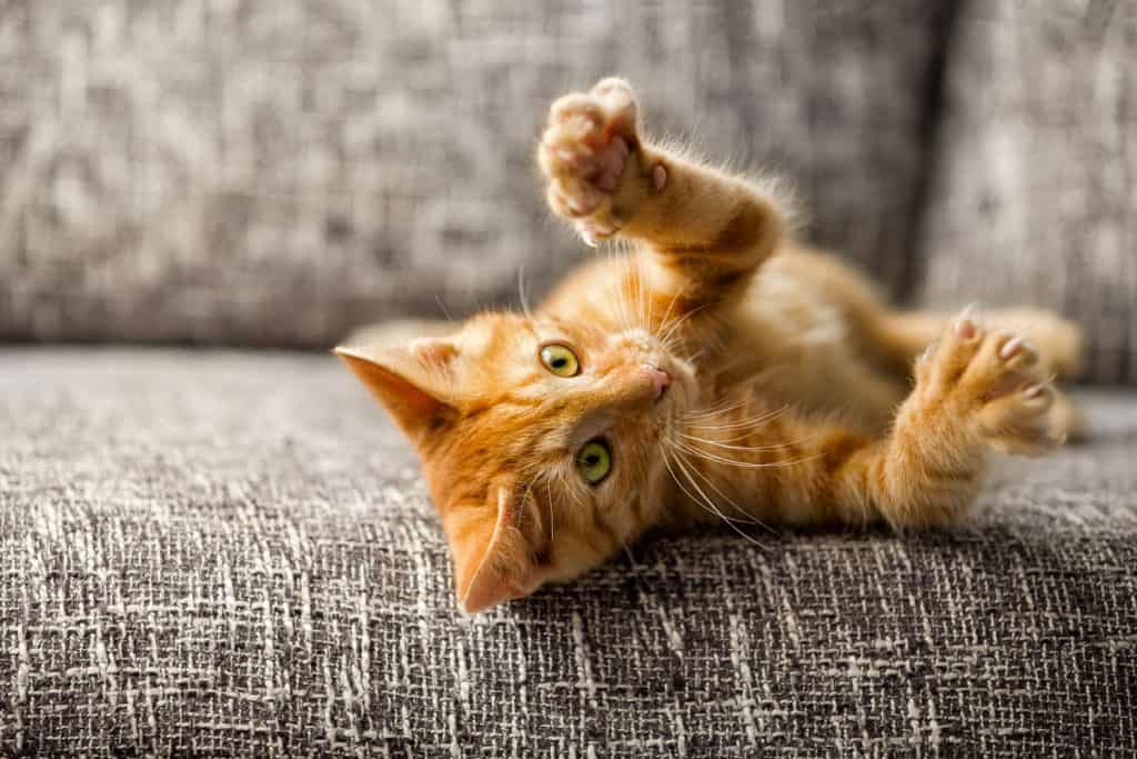 A small ginger cat showing his claws