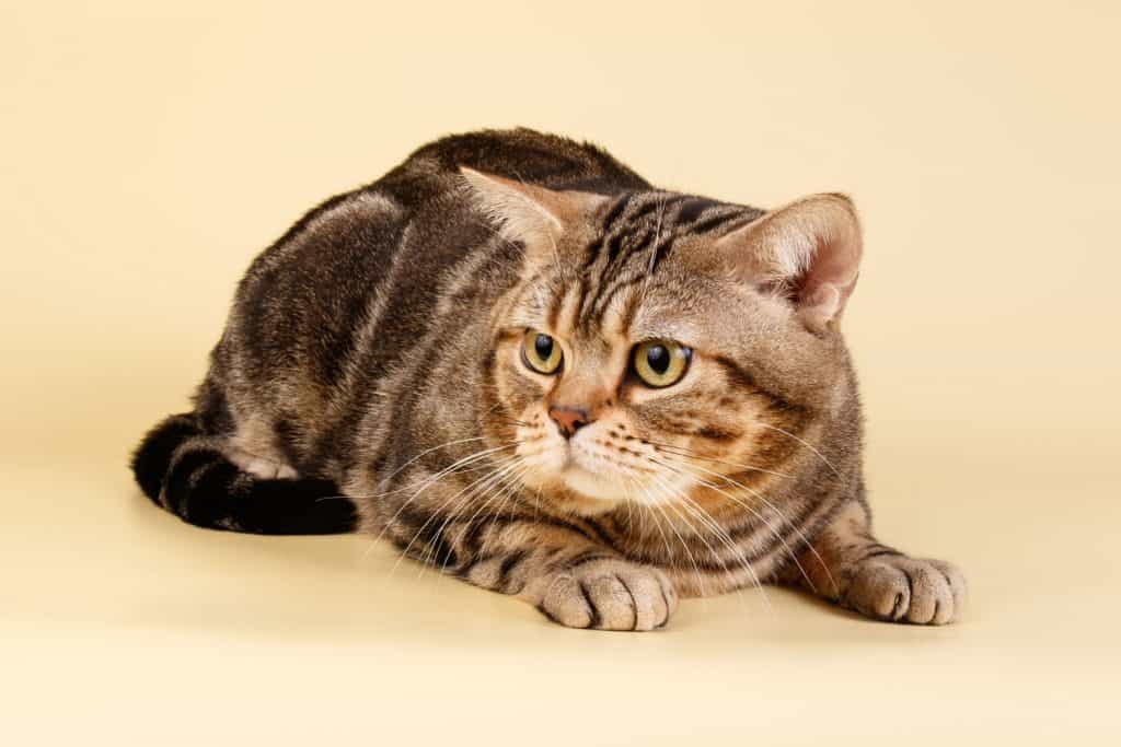 A startled American Shorthair cat on a beige background