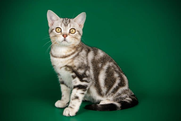 An American shorthair cat looking at something on a green background, How Much Does An American Shorthair Cat Cost? [Purchase And Upkeep]