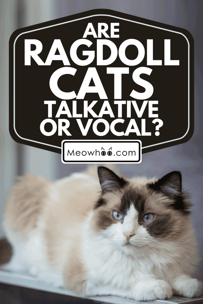 A young healthy beautiful purebred ragdoll cat at home, Are Ragdoll Cats Talkative Or Vocal?