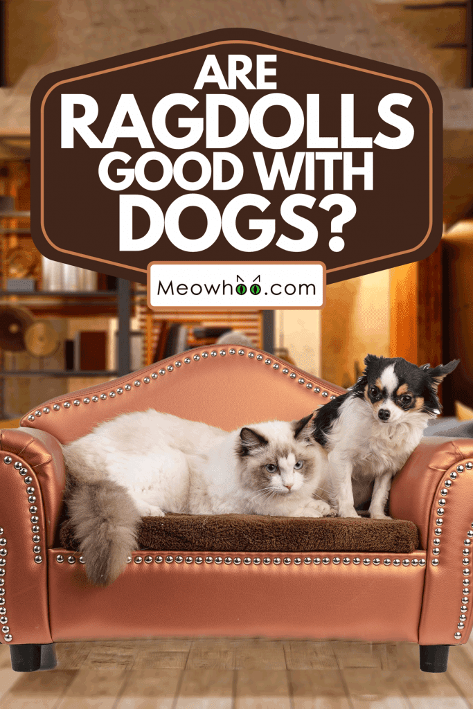 A ragdoll cat on a sofa with chihuahua, Are Ragdolls Good With Dogs?