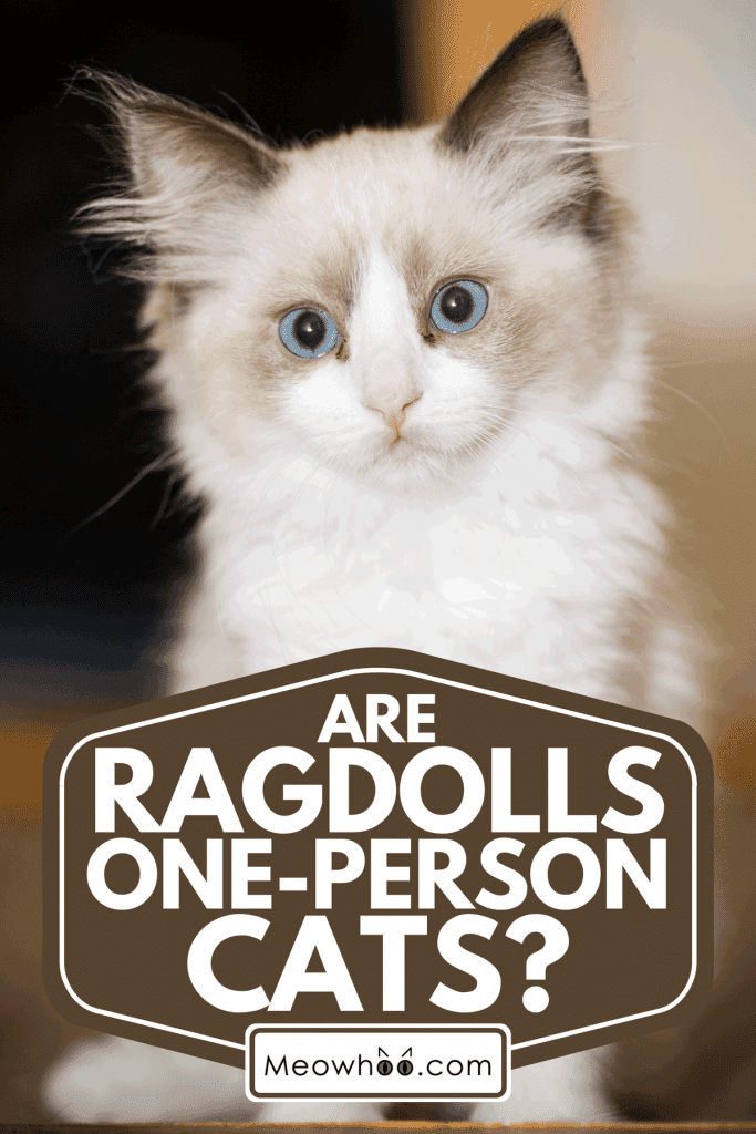A two month old ragdoll kitten, Are Ragdolls One-Person Cats?