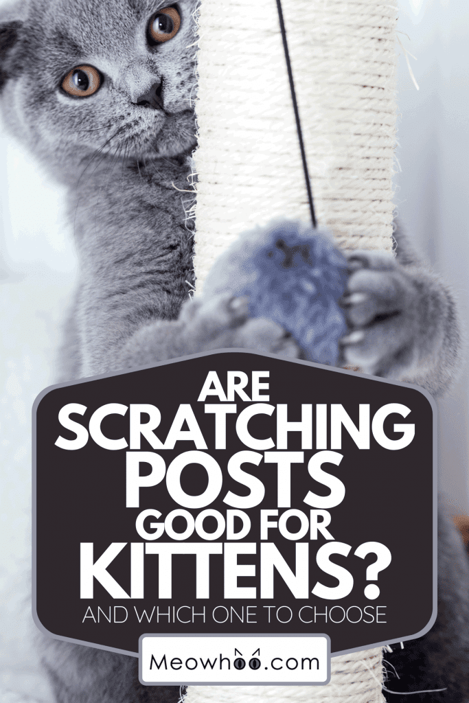 A British shorthair cat on the scratching posts, Are Scratching Posts Good For Kittens? [And Which One To Choose]