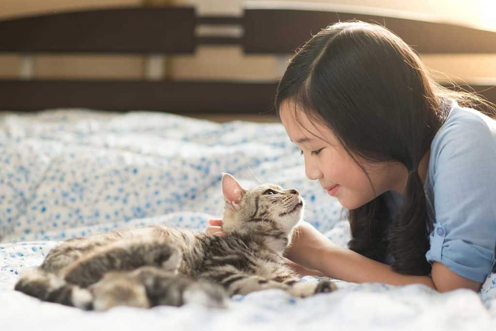 Beautiful Asian girl kissing American Shorthair Cat