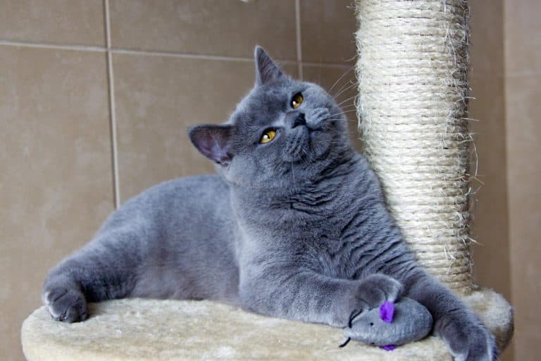 British shorthair cat on the scratching posts, Are Scratching Posts Good For Kittens? [And Which One To Choose]