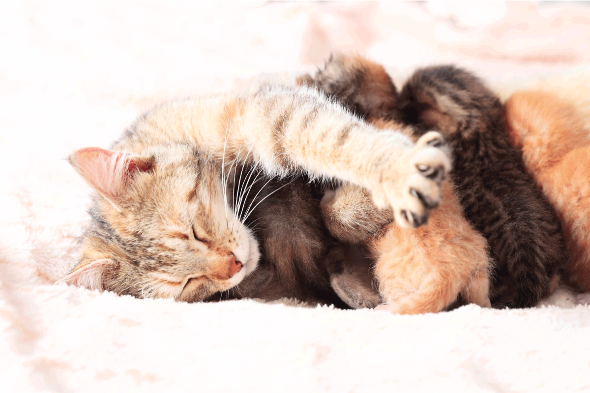 Cat nursing her kittens