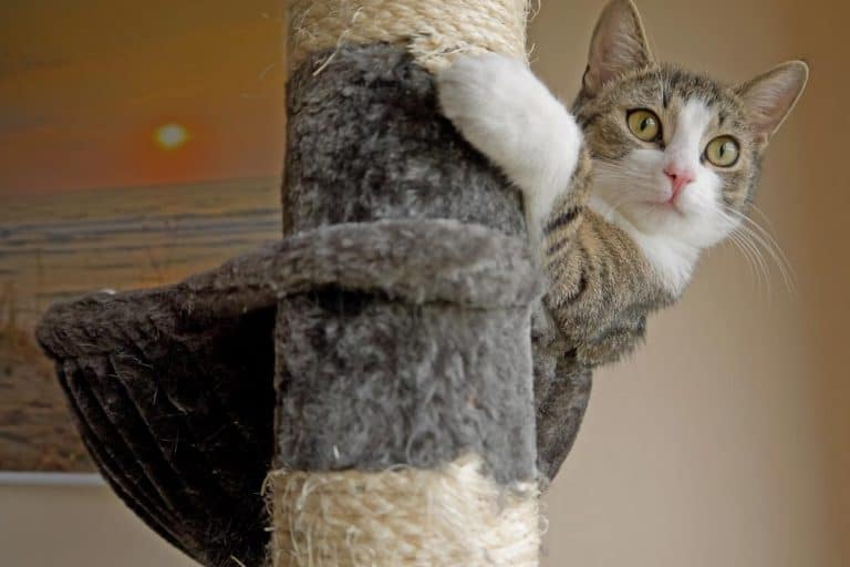 A cat on a scratching post, How Often Do Cats Use The Scratching Post?