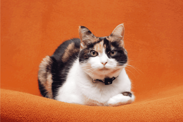 Closeup of a senior calico cat looking at the camera. Do Calico Cats Change Color As They Age