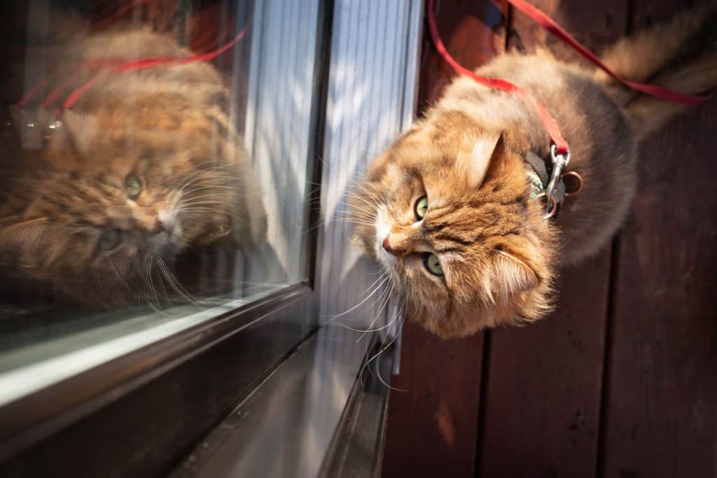 Cute cat waiting at closed patio door
