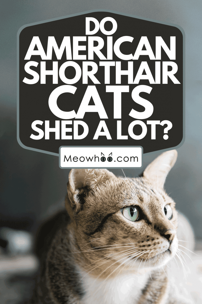 An American shorthair cat sitting on the floor, Do American Shorthair Cats Shed A Lot?